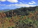 Hanalei-Okolehao Trail